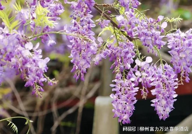 柳州富力万达嘉华酒店春游赏花寻新计划开启(图7)