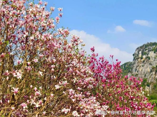 柳州富力万达嘉华酒店春游赏花寻新计划开启(图3)