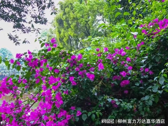 柳州富力万达嘉华酒店春游赏花寻新计划开启(图9)