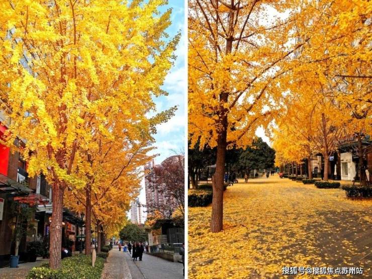 古北99(古北99售楼处)首页网站-2025房价_楼盘评测丨地址丨详情丨售楼处电话丨交房时间(图11)