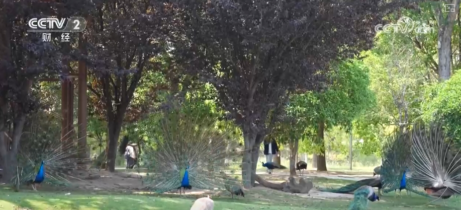 “动物园+”延长产业链撬动消费新活力花式揽客、限定美景“破圈”圈粉(图2)